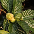Noni-Baum (Morinda citrifolia)